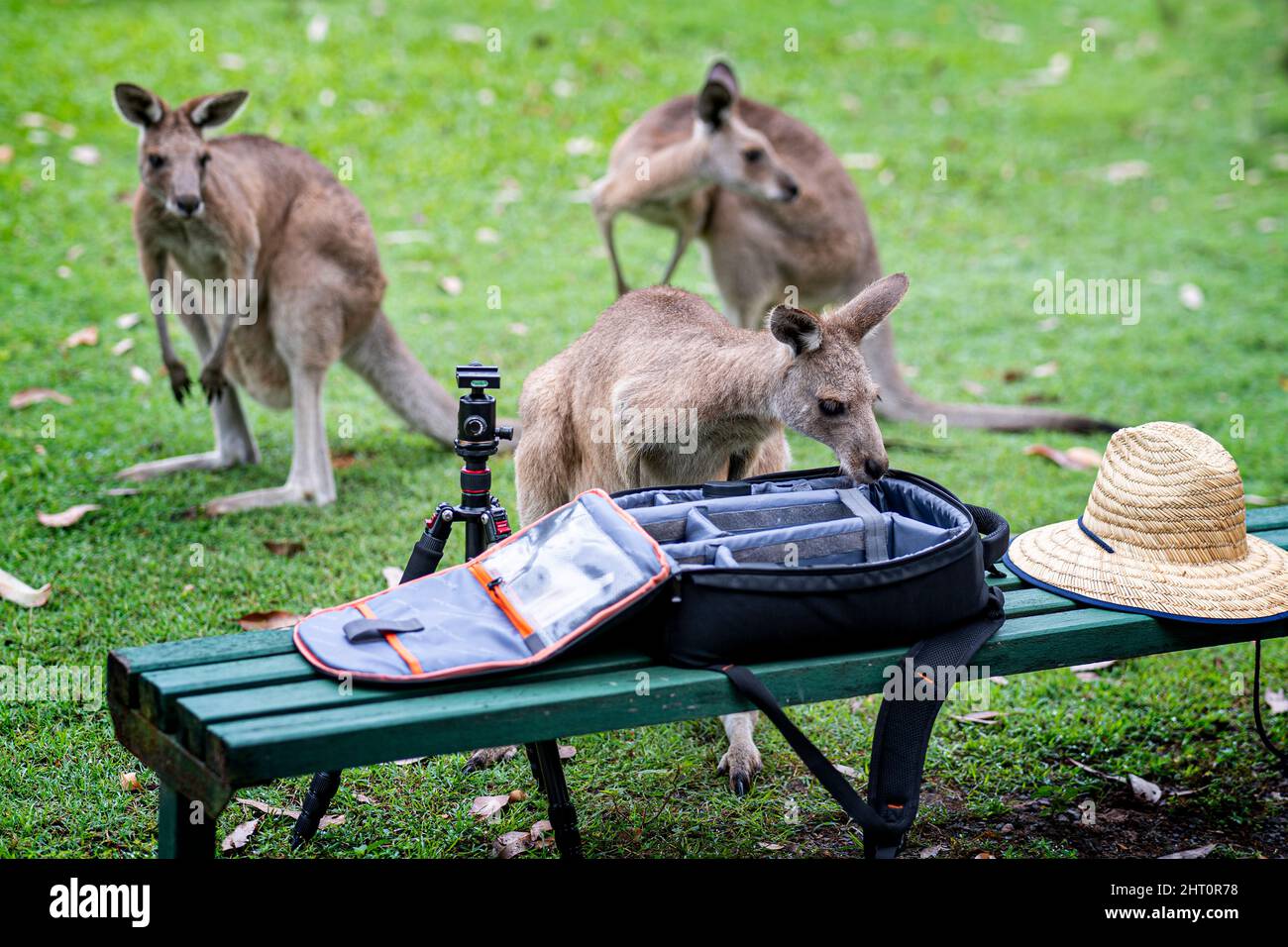 Curioso canguro grigio (Macropus giganteus) guardando il contenuto della borsa della fotocamera Foto Stock