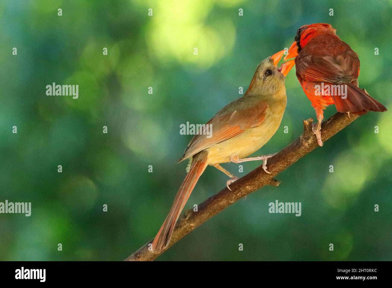 Bellissimo scatto di un paio di simpatici uccelli cardinali arroccati su un ramo d'albero Foto Stock