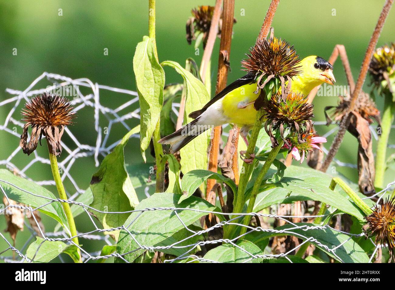 Un simpatico uccello goldfinch americano sul fiore del burdock Foto Stock