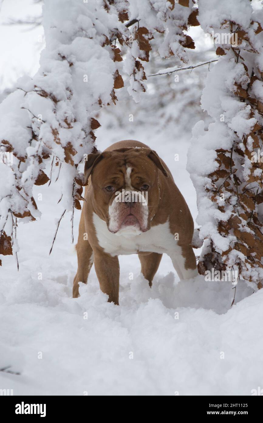 Colpo verticale di un Olde inglese Bulldogge nella neve Foto Stock