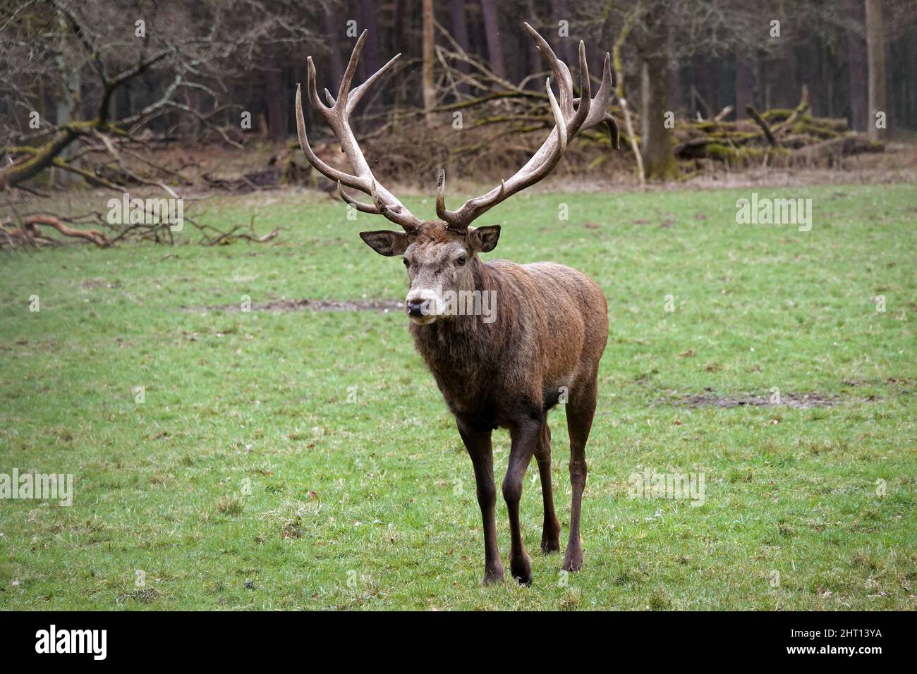 Impressionante cervo rosso maschio sta camminando sopra un prato. Il celibe ha delle belle antlers. Foto Stock
