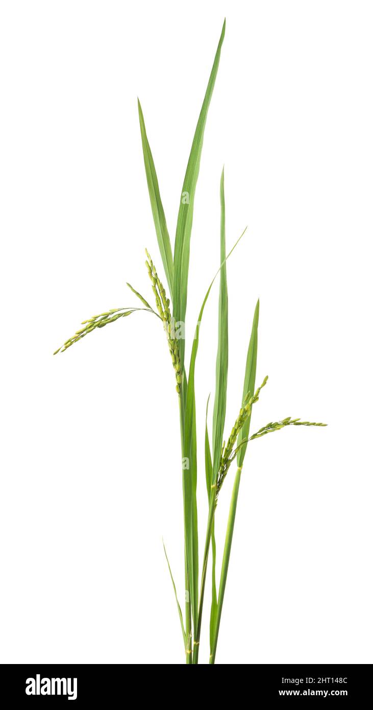 risone verde biologico, orecchie di risone, pianta di oryza sativa isolata su sfondo bianco Foto Stock