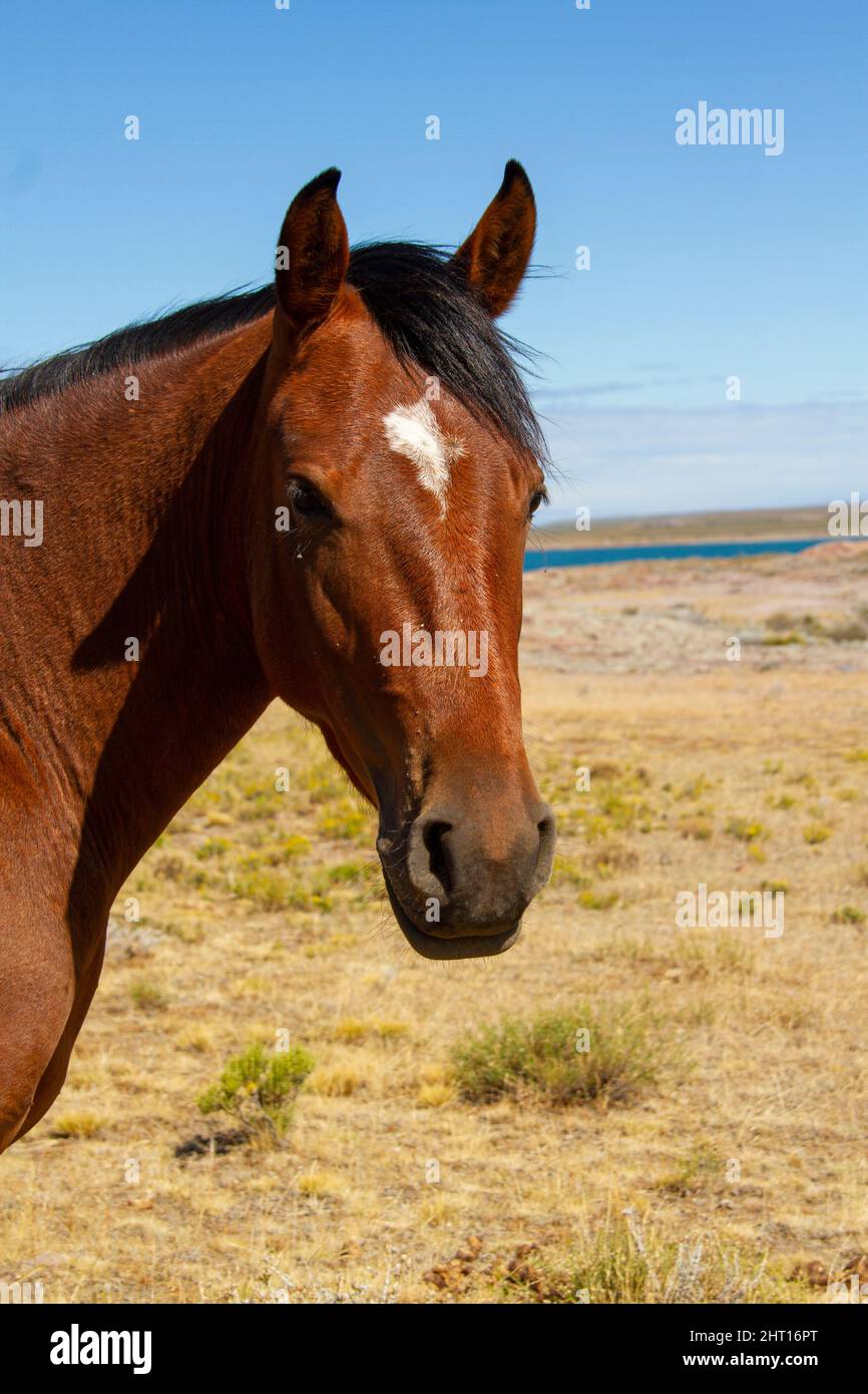 Ritratto della testa di un cavallo rosso con una stella senza bridle e libera in un'estancia in Patagonia durante l'estate. Foto Stock