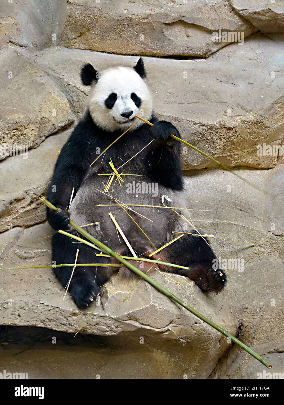 Panda gigante (Ailuropoda melanoleuca) vista dalla parte anteriore e mangiare bambù seduto sulle rocce Foto Stock