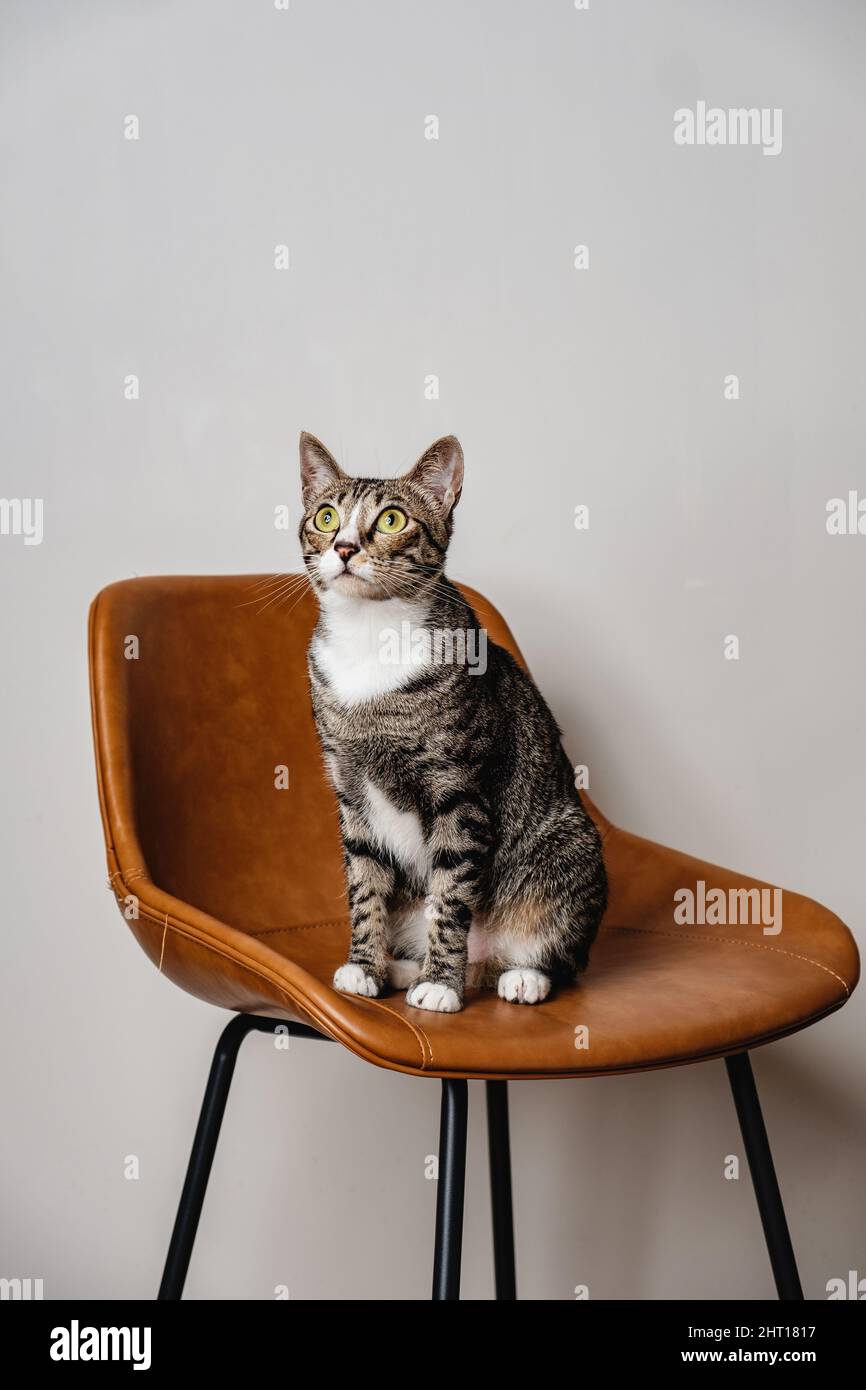 Gatto a righe grigio a capelli corti con bianco pancia animale ritratto fotografia su sedia in pelle marrone con sfondo bianco isolato Foto Stock