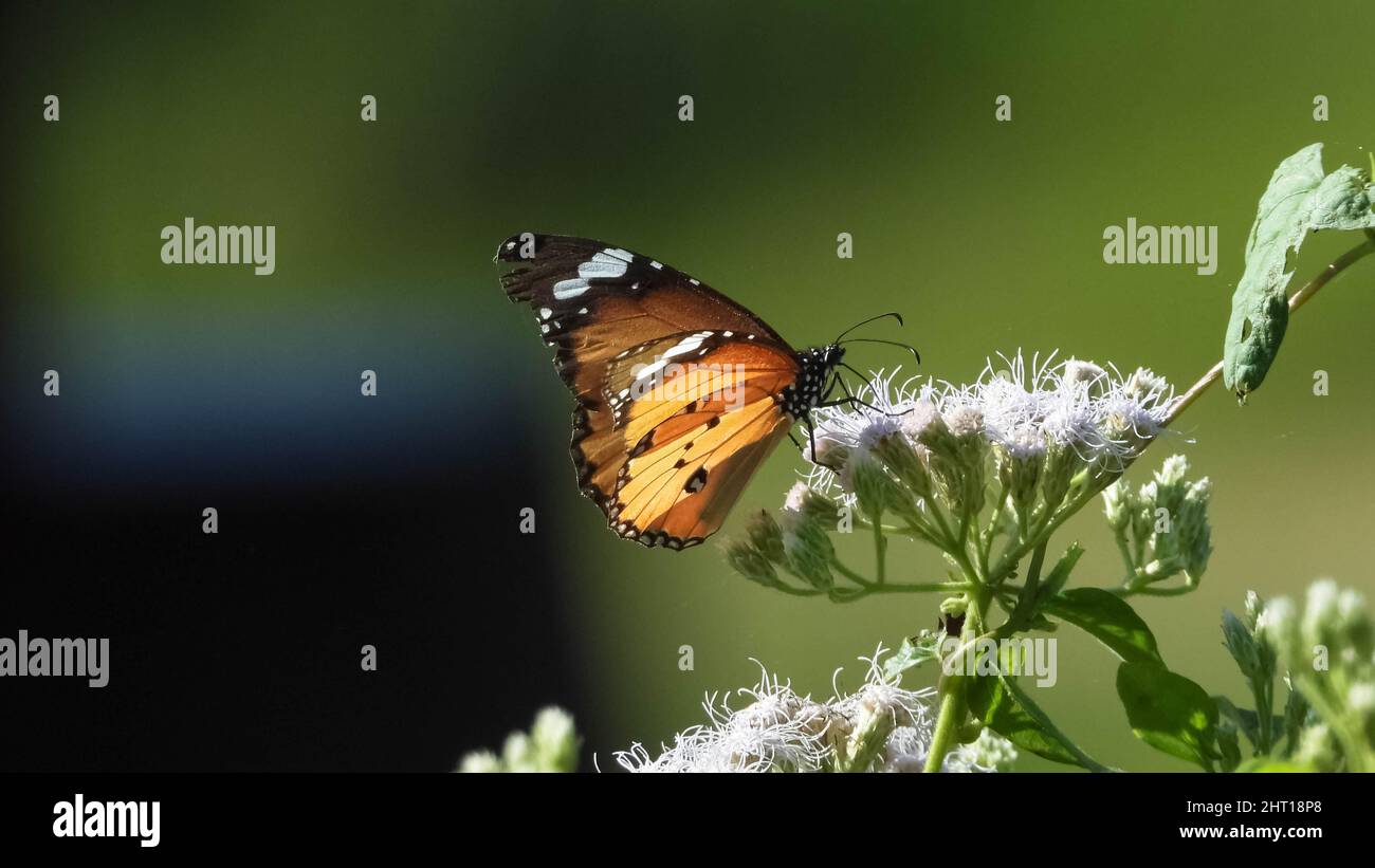 Selettivo di una bella farfalla su un fiore Foto Stock