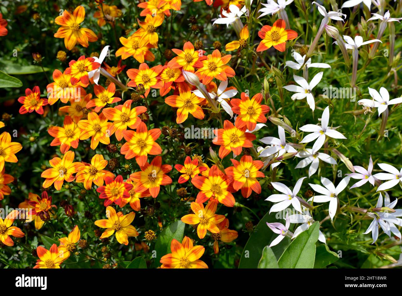 Sfondo di piccoli orange e fiori gialli del genere margherita in un giardino alla francese Foto Stock