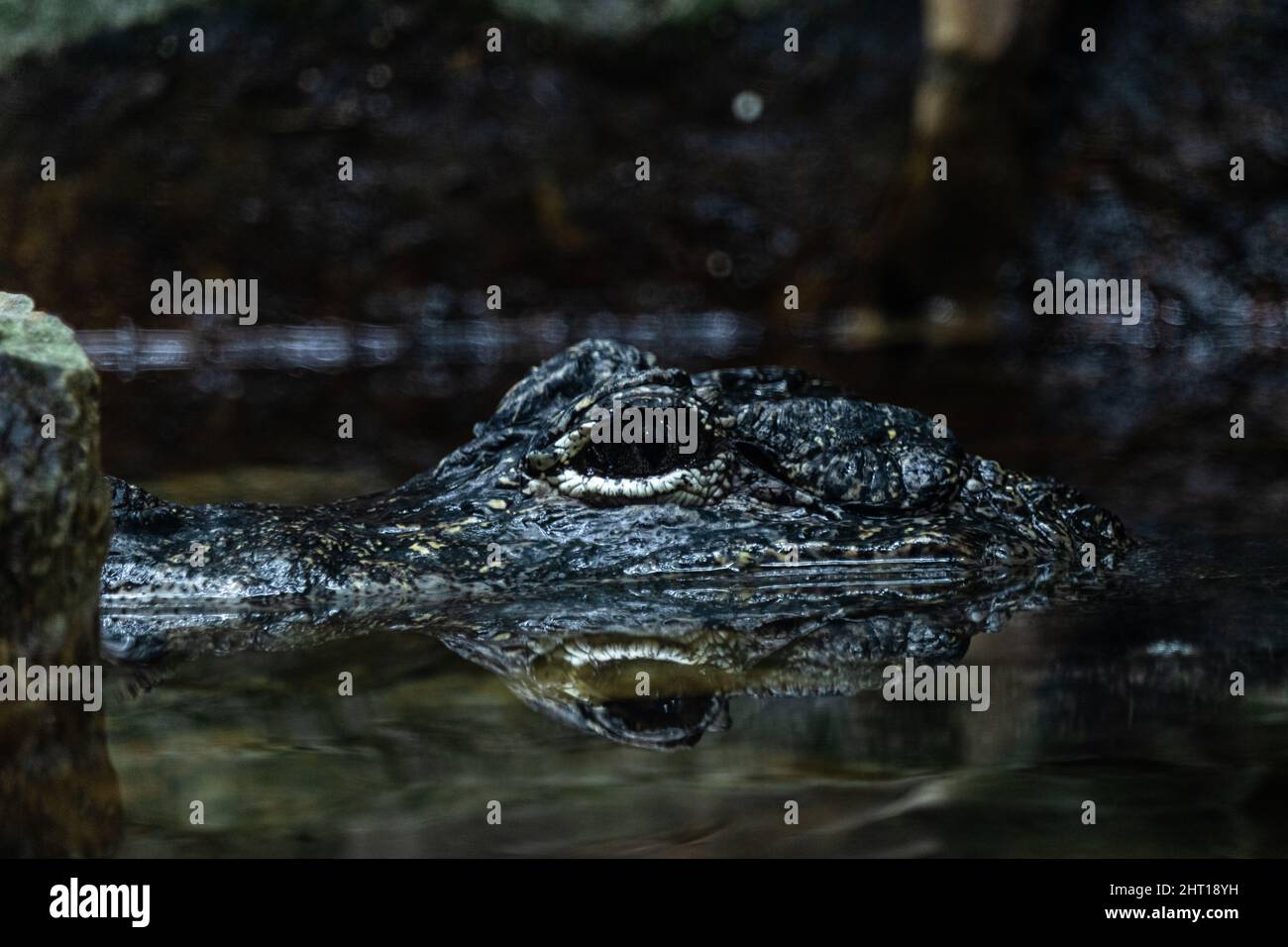 Un primo colpo di un alligatore sulla superficie dell'acqua Foto Stock