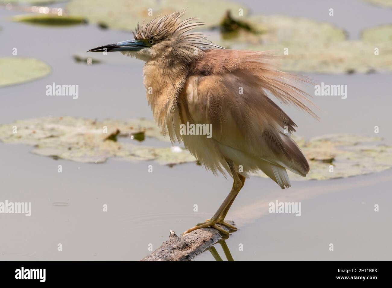 Una sgarza ciuffetto su di un ramo nell'Oasi Lipu di Torrile (Parma, Italia) Foto Stock