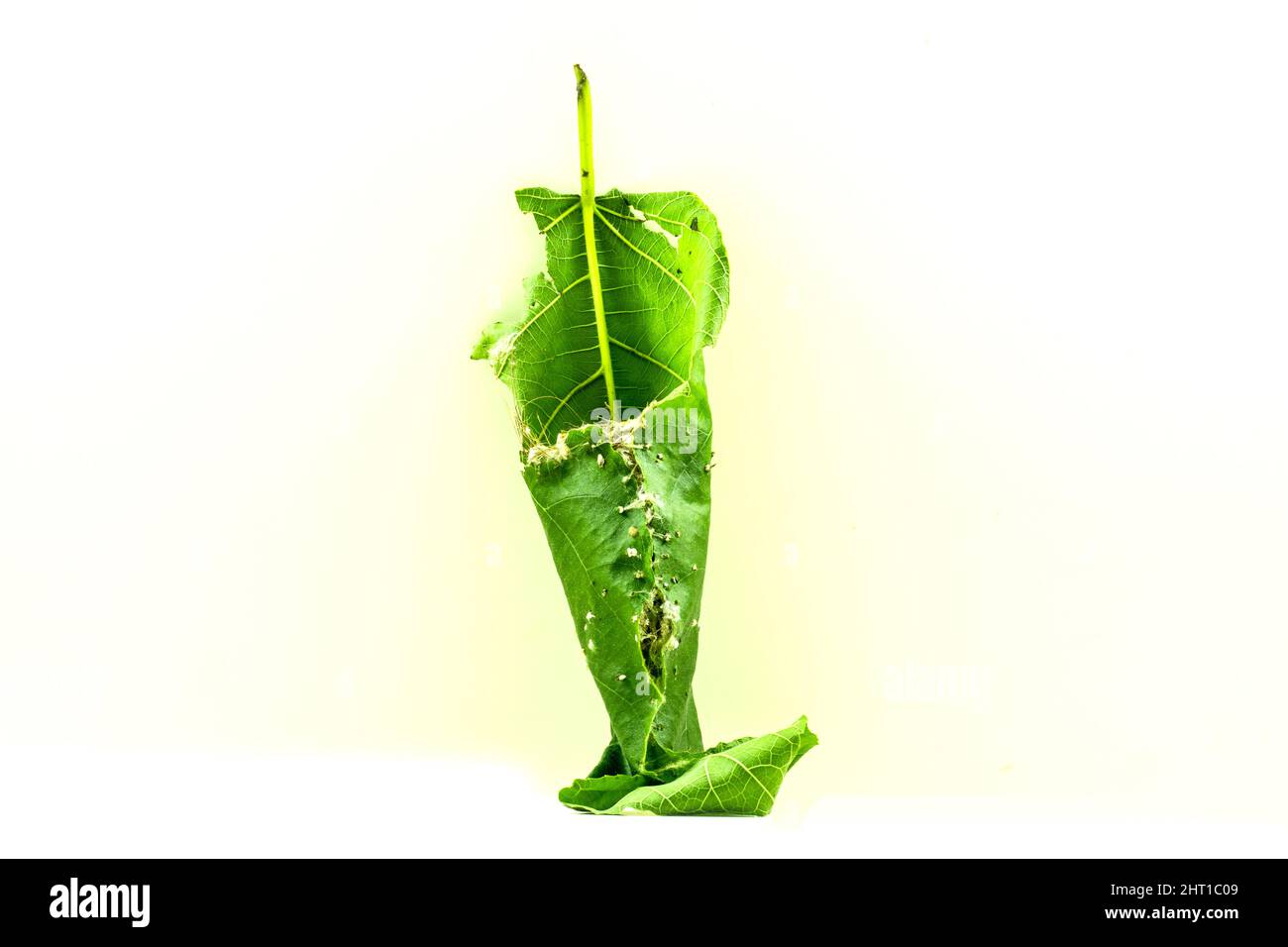 Nella maggior parte delle specie di nido-costruzione la femmina fa la maggior parte o tutta la costruzione del nido. Il nido di un uccello è il luogo in cui un uccello depone le sue uova A. Foto Stock