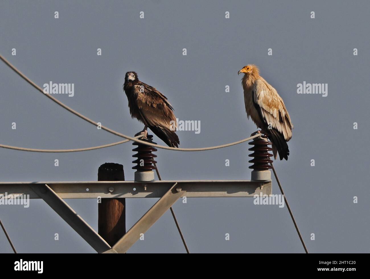 Avvoltoio Egizio (Neofron percnopterus percnopterus) adulto ed immaturo arroccato sul polo di potere Oman Dicembre Foto Stock