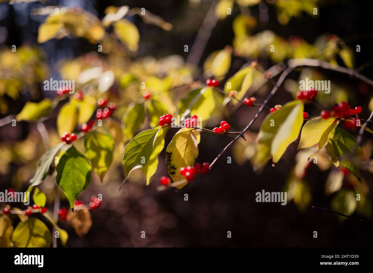 Primo piano del cespuglio con bacche rosse. Lonicera maackii, la nido d'ape di Amur. Foto Stock