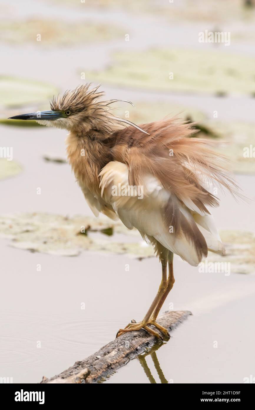 Una sgarza ciuffetto su di un ramo nell'Oasi Lipu di Torrile (Parma, Italia) Foto Stock