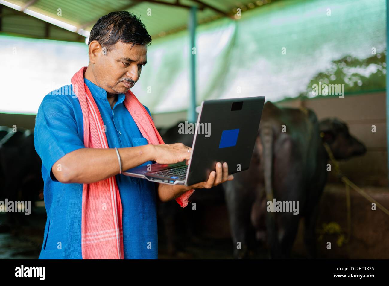 L'agricoltore caseario indiano è impegnato a utilizzare il computer portatile presso la casa di allevamento del bestiame - concetto di tecnologia, internet, sviluppo e piccole imprese. Foto Stock