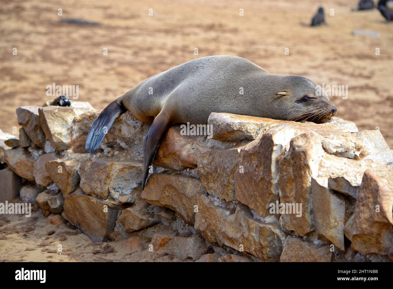 Leone marino che dorme su un muro di pietra, sito della Skeleton Coast, grande colonia di leoni marini, Namibia, Africa. Foto Stock