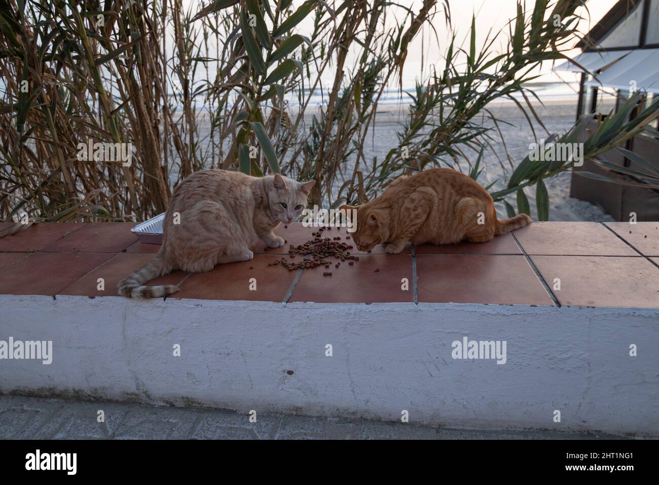 Due gatti randagi che mangiano sulla parte superiore di un muro. Sullo sfondo la spiaggia. Foto Stock