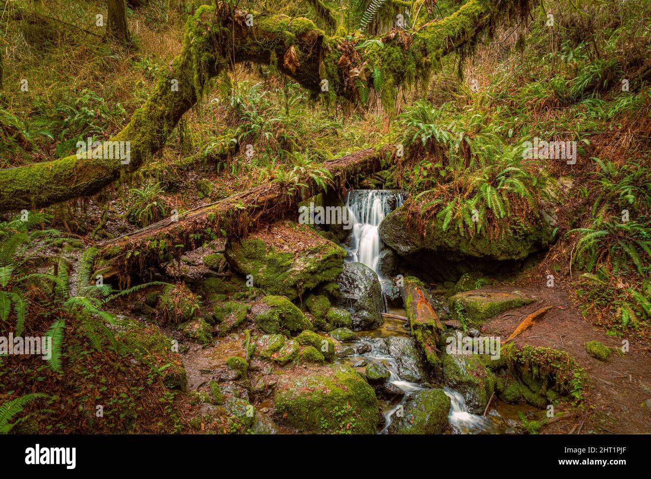 Cascate di Trillium vicino a Orick California, USA. Presenta felci, muschi e alberi caduti. Foto Stock