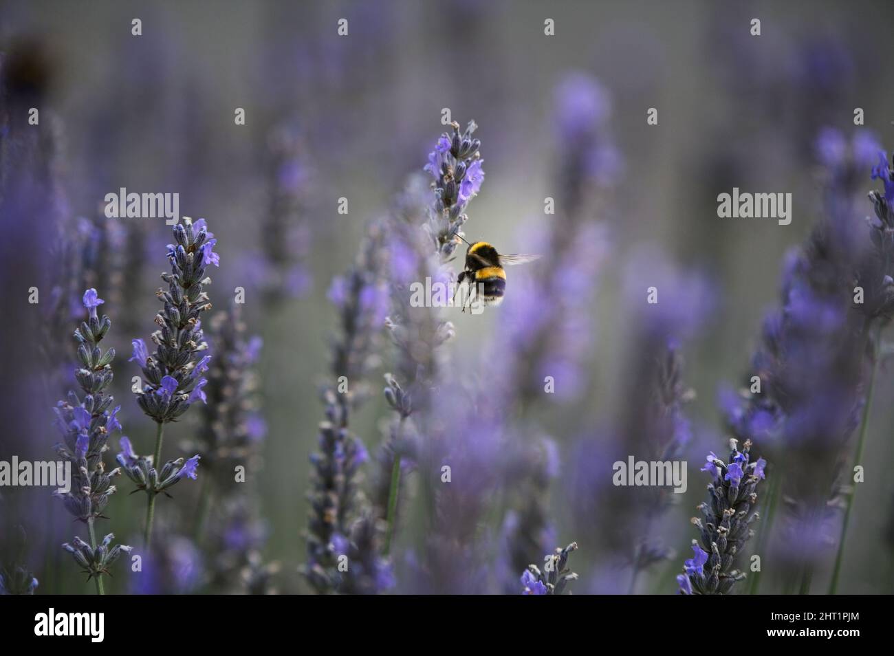 Bumblebee in volo sulla lavanda Foto Stock