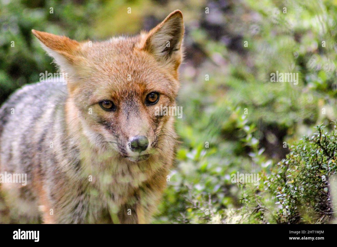Primo piano di una caccia di sciacallo dorato furry nel bosco Foto Stock