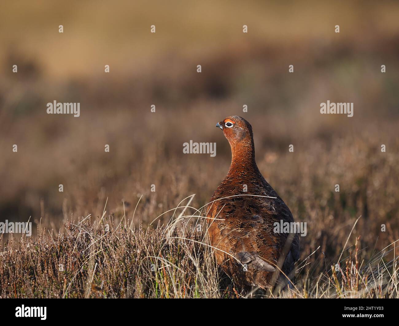 Red grouse sulla brughiera del Galles del Nord dove a febbraio c'era molta interazione tra maschi e femmine. Foto Stock