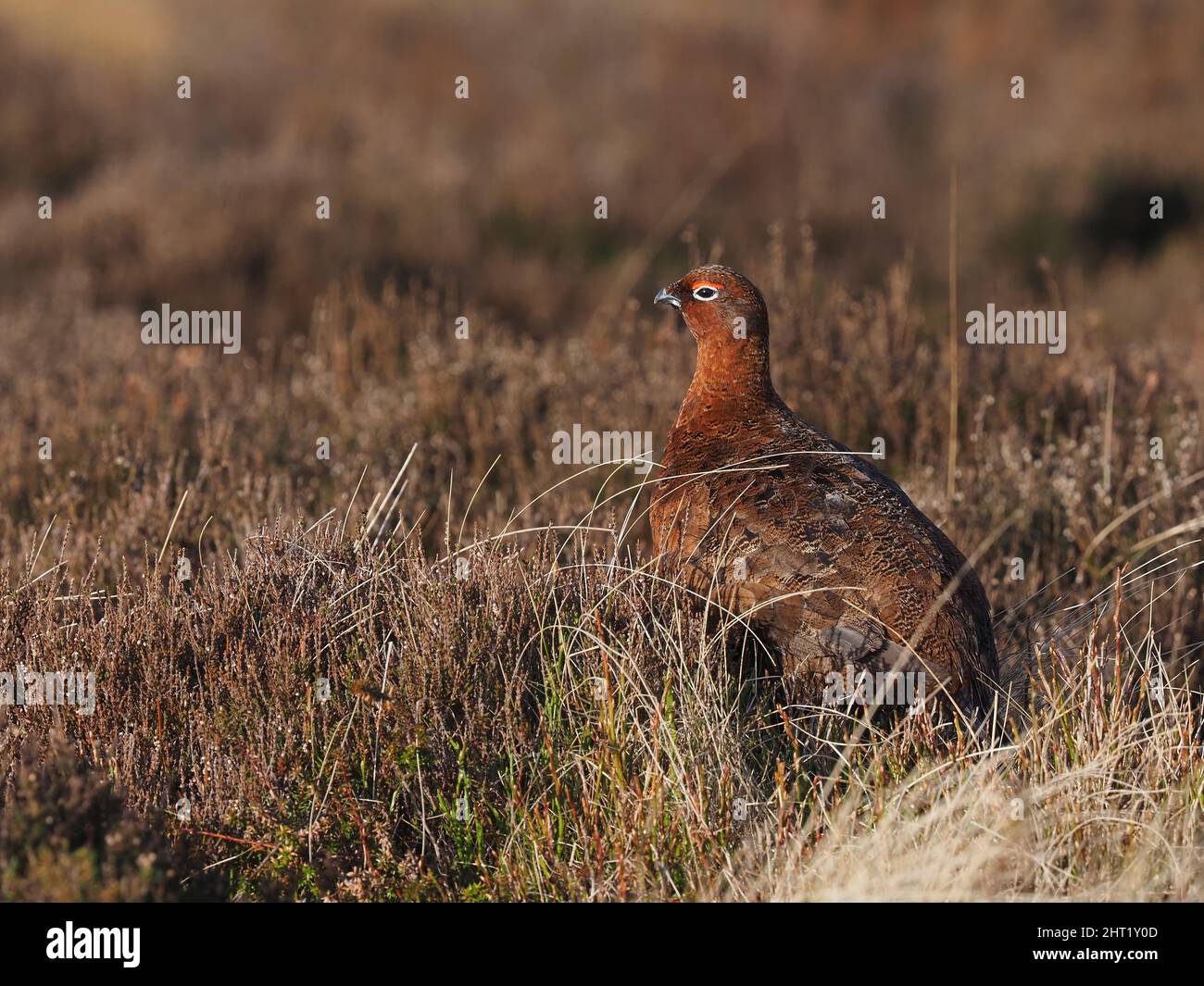 Red grouse sulla brughiera del Galles del Nord dove a febbraio c'era molta interazione tra maschi e femmine. Foto Stock