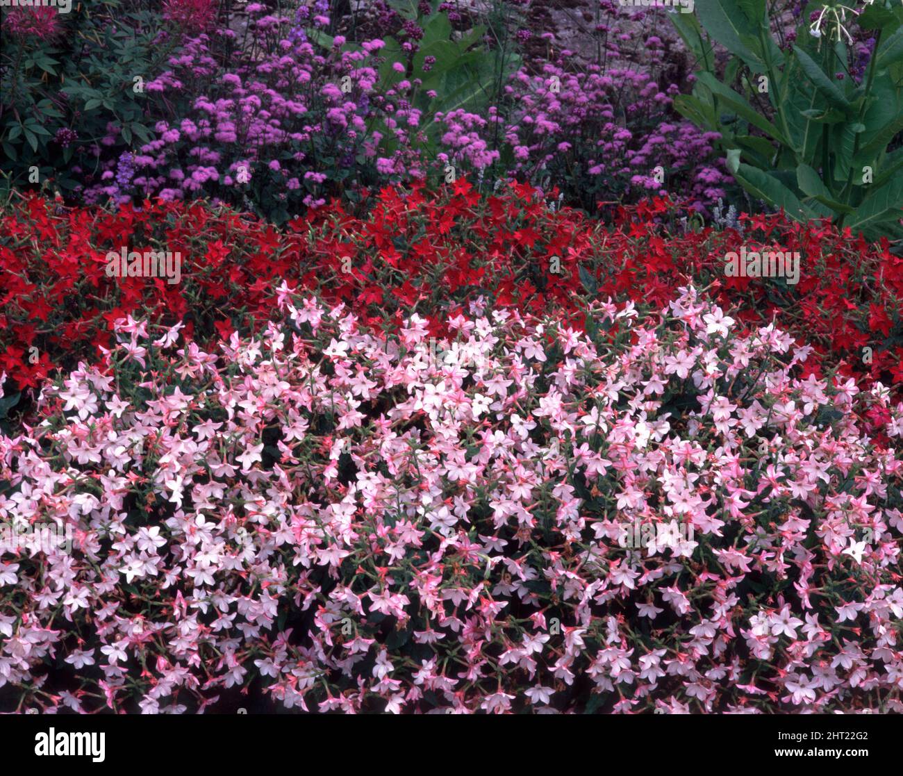 Sconto fiori con Nicotiana x sanderae Foto Stock