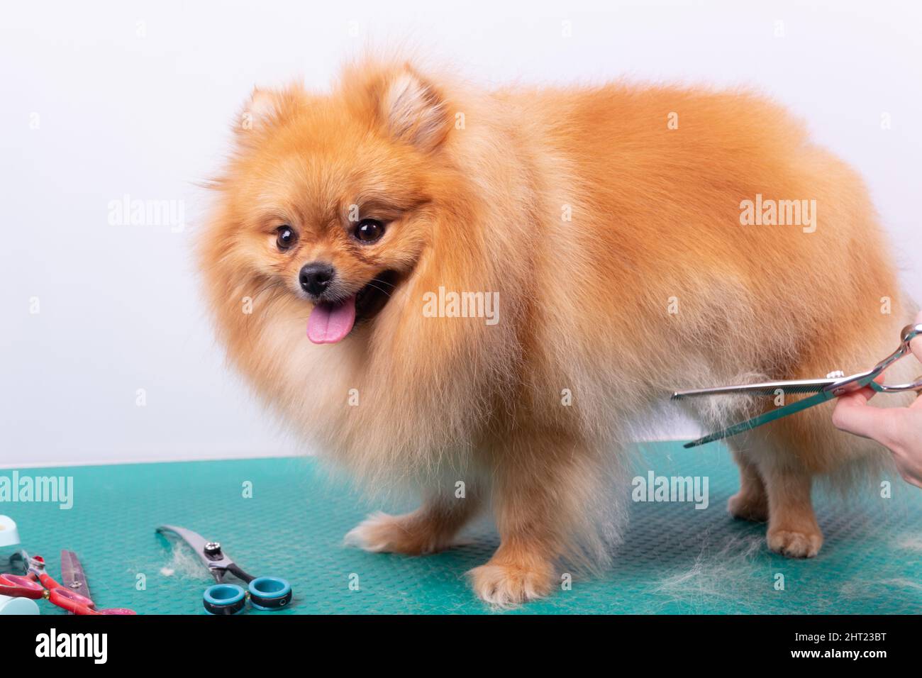 Il groomer professionale si occupa di Orange Pomeranian Spitz nel salone di bellezza degli animali. L'operaio del salone di grooming taglia i capelli sul ventre del cane in primo piano. Specialis Foto Stock