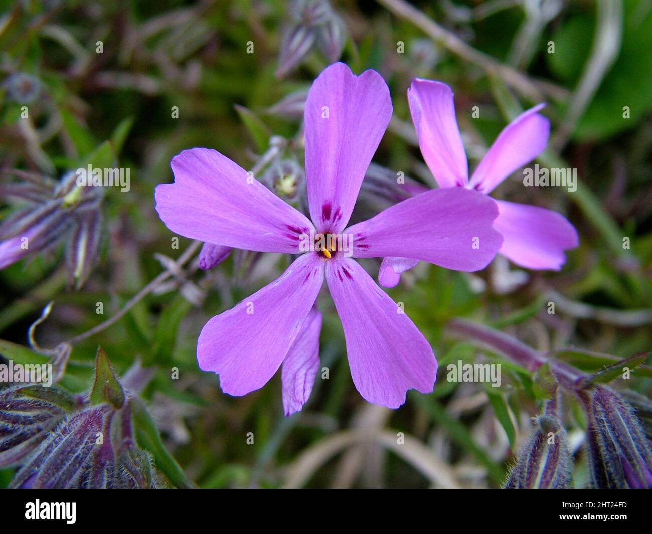 Phlox di muschio Foto Stock
