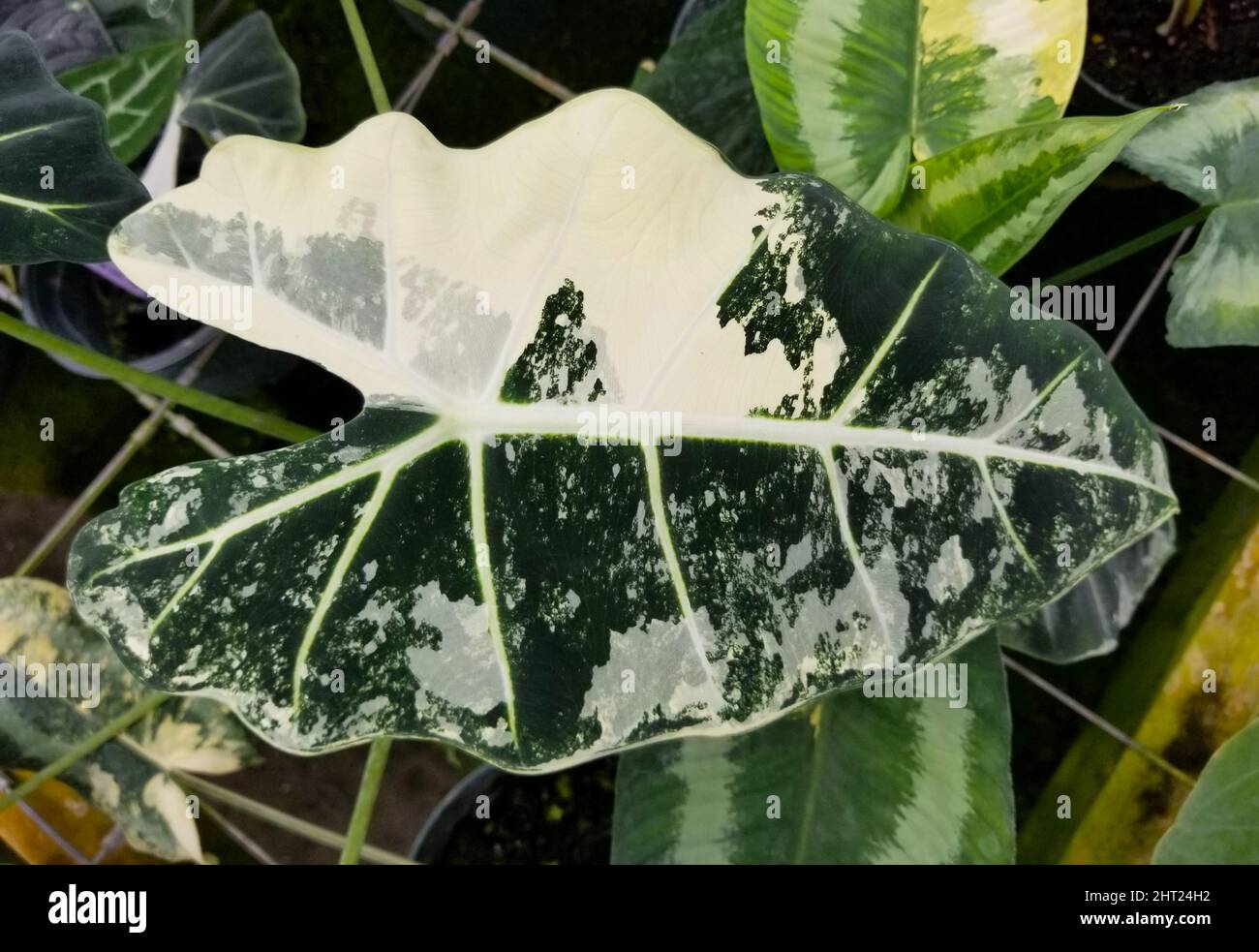 Belle foglie bianche e verdi di pianta variegata di Alocasia Frydek Foto Stock