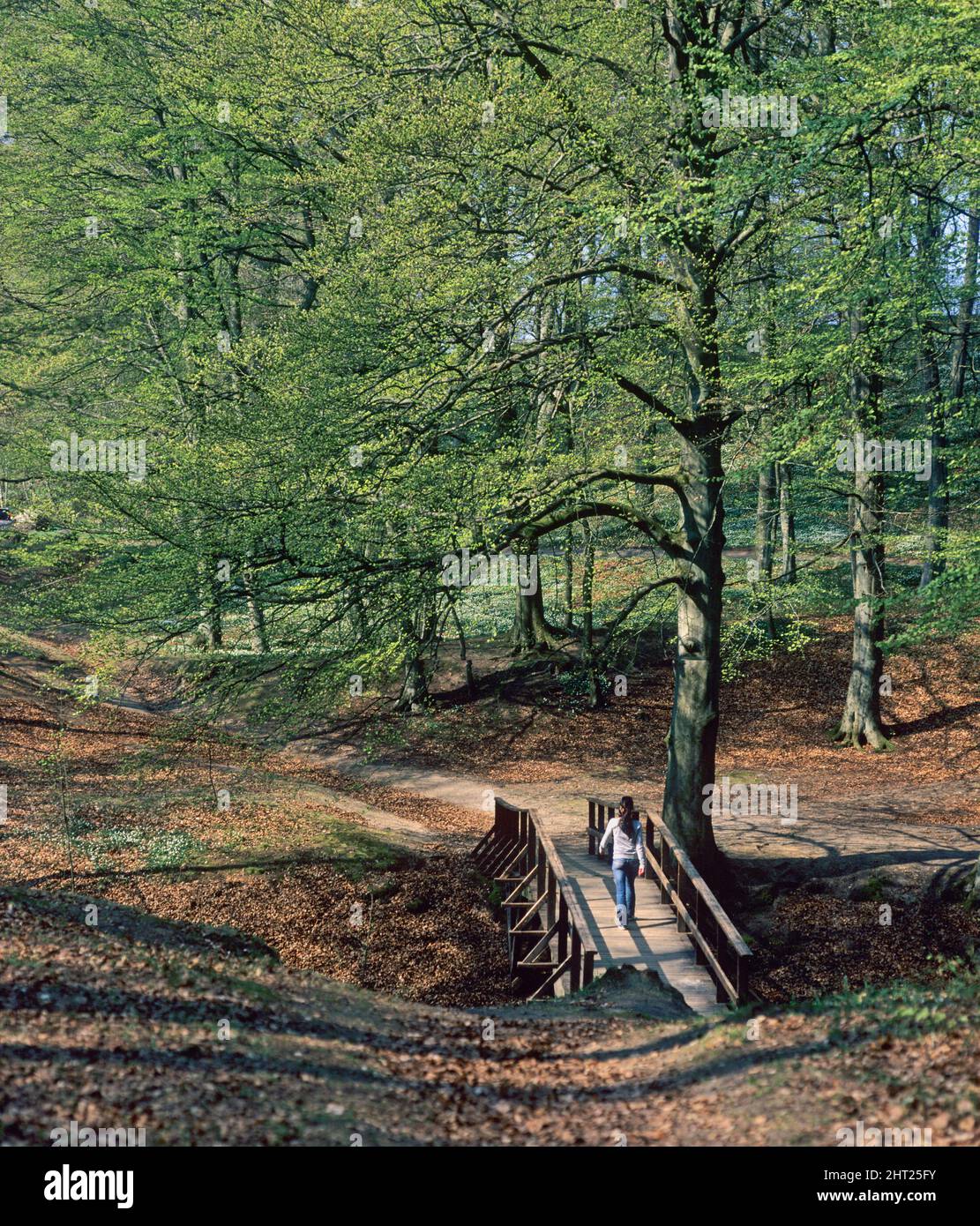 Donna cammina attraverso un ponte nella foresta di faggio Foto Stock