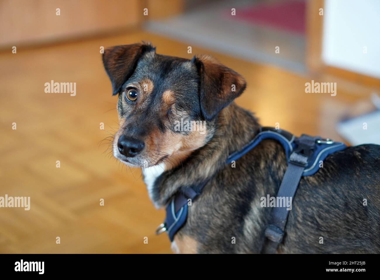 Primo piano di un cane con un occhio in casa Foto Stock