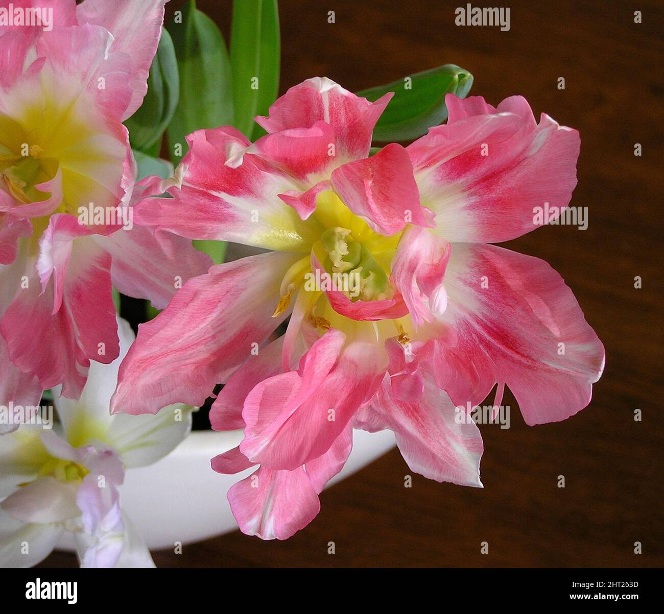 Tulipani 'Peach Blossom' in vaso Foto Stock