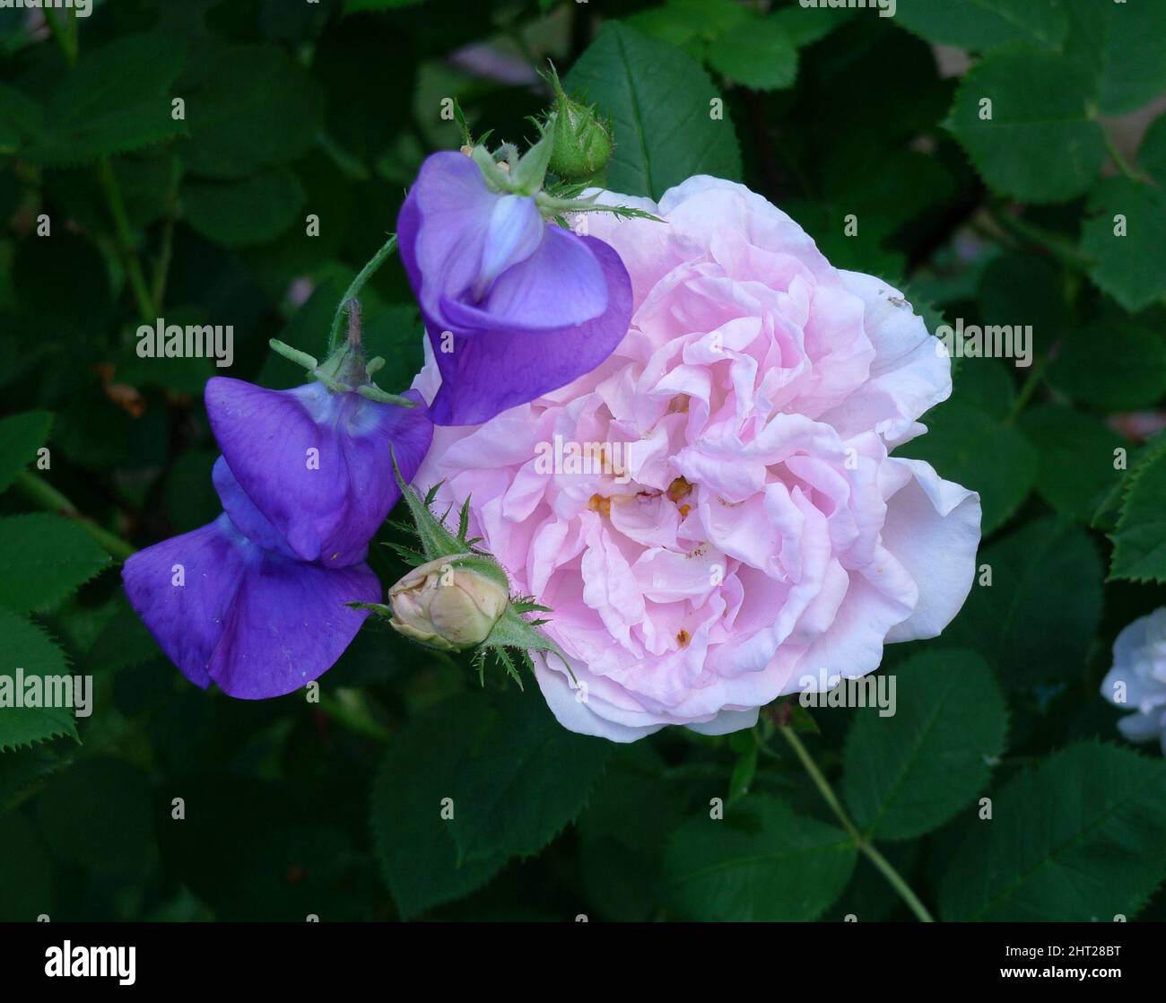 Dolce pisello 'Royal' e la rosa 'Maidens Blush' Foto Stock