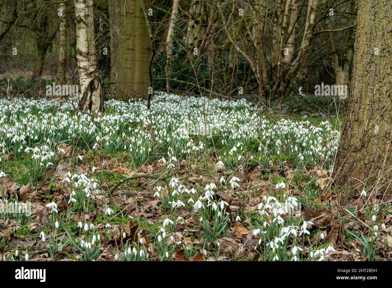 Un tappeto di perenne Snowdrop erbaceo che si risveglia in un bosco naturale, con una profondità di campo poco profonda. Foto Stock