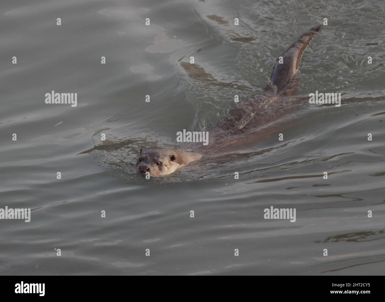 Otter dalla Georgia Foto Stock
