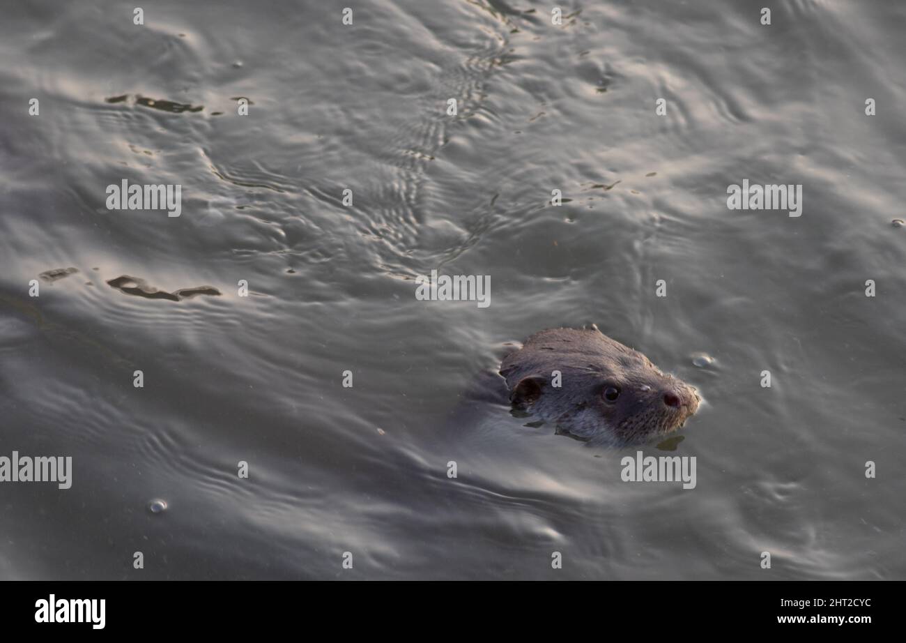 Otter dalla Georgia Foto Stock