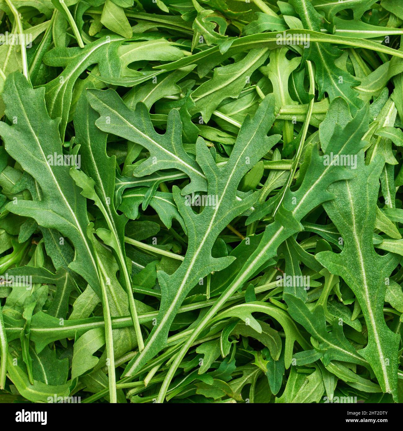 Uno sfondo di nuova rucola lascia in primo piano, profondità di campo poco profonda Foto Stock