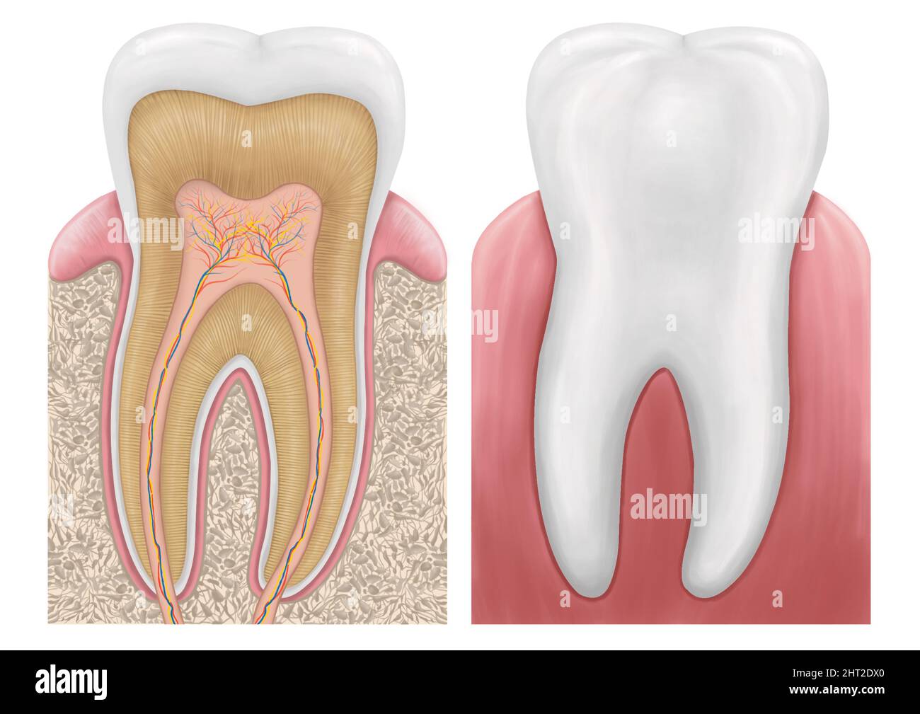 Illustrazione della struttura dei denti umani. Schema di sezione trasversale che rappresenta gli strati dentali smalto, dentina, polpa con vasi sanguigni e nervi, anatomia dentale Foto Stock