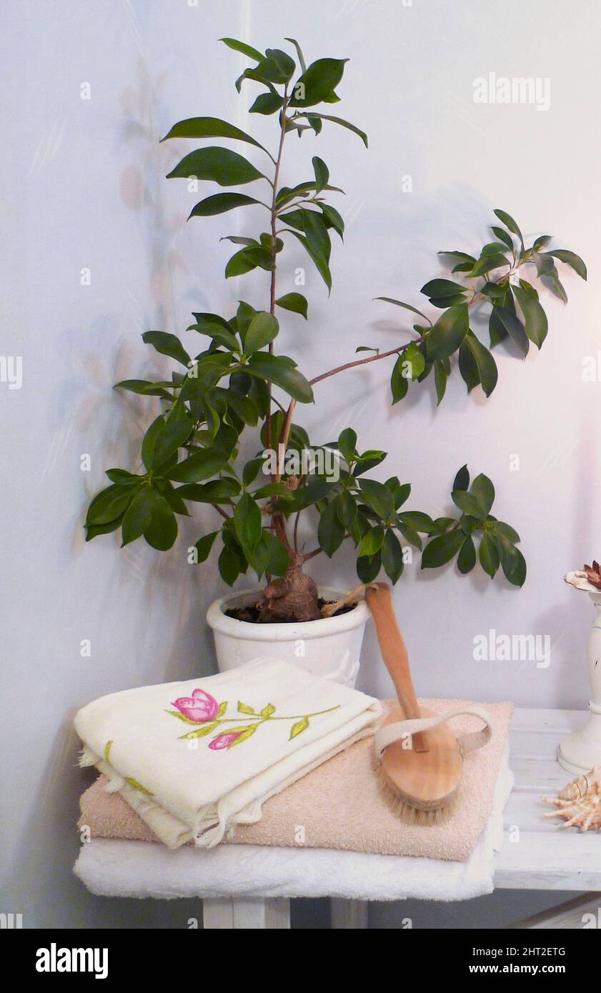 Accessori per bagno Foto Stock