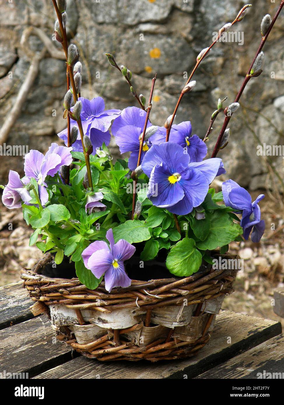 Gruppo di fiori con salici e salice Foto Stock