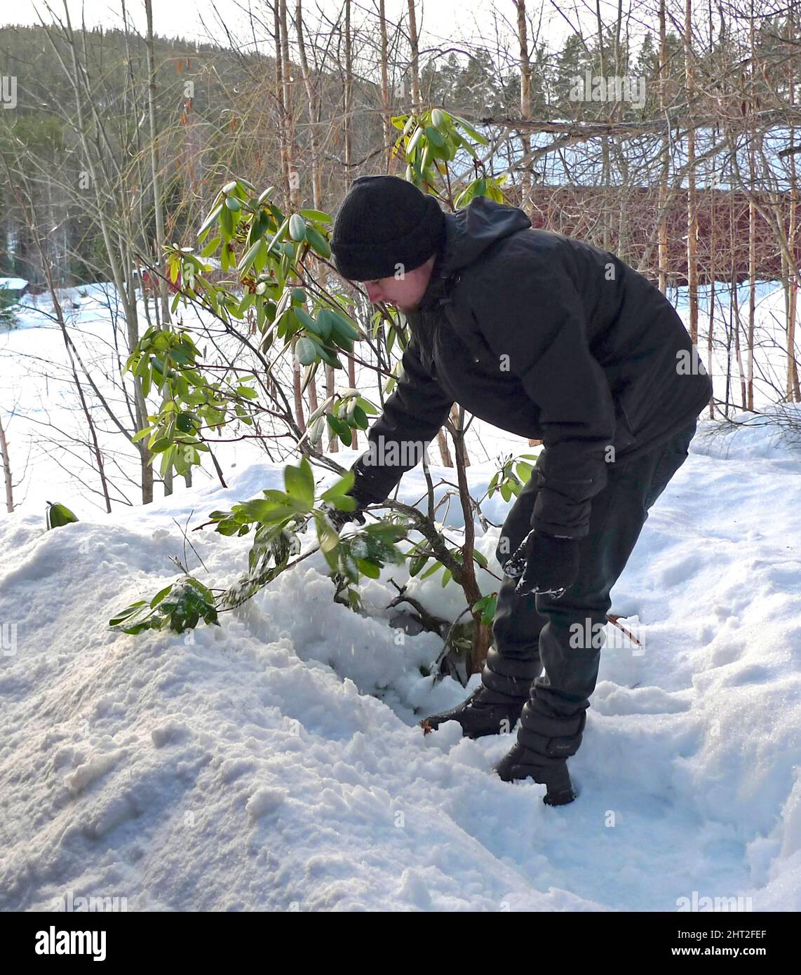 I rododendri vengono spazzati via dalla neve Foto Stock