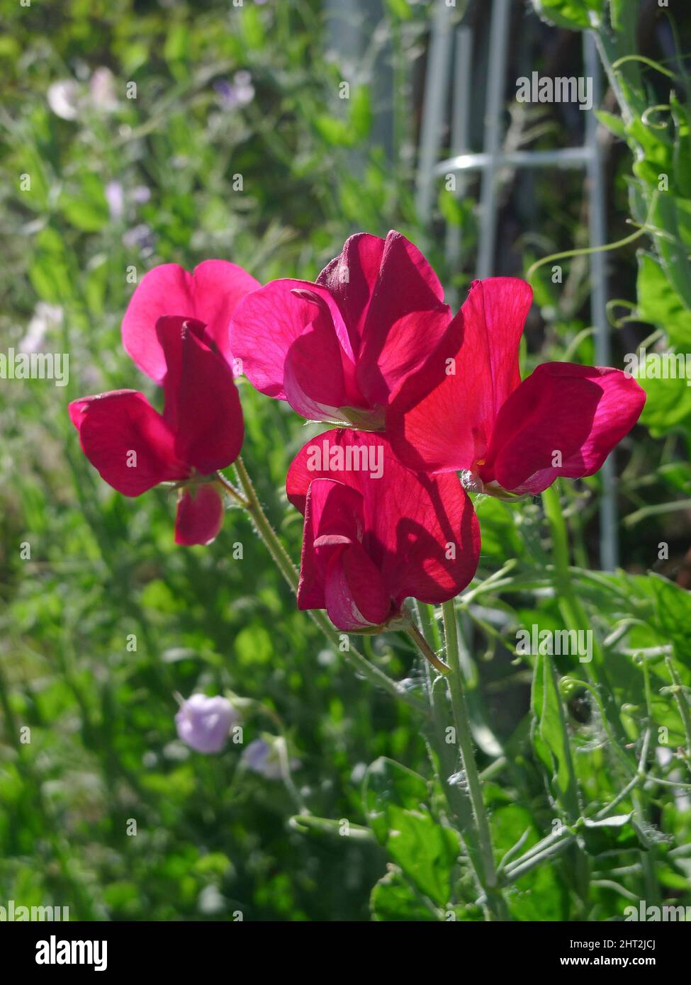 Piselli dolci "Giant Wawed Mixed" Foto Stock