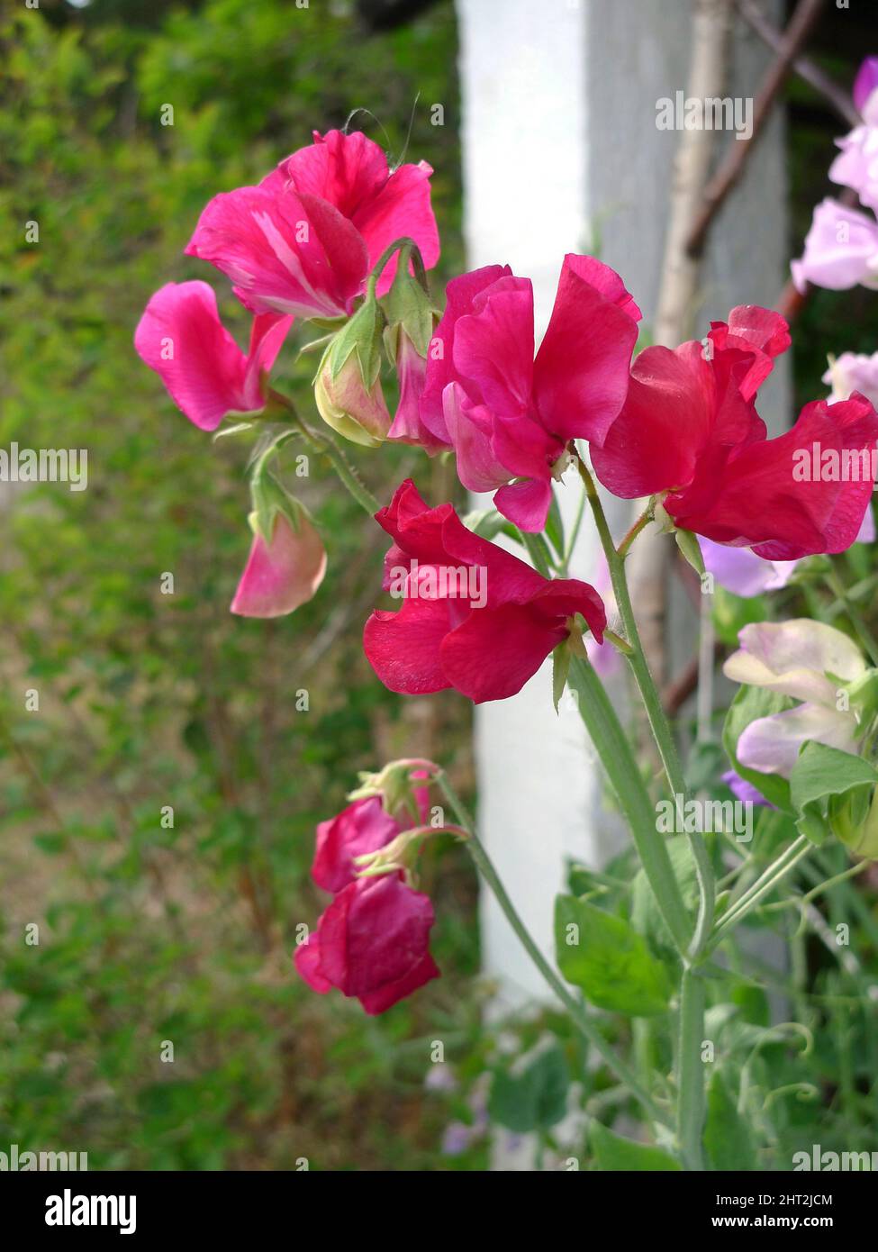 Piselli dolci "Giant Wawed Mixed" Foto Stock