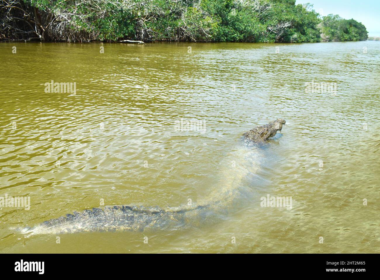 Coccodrillo nella riserva naturale del Rio Lagartos, Messico, parte settentrionale della penisola dello Yucatan. Foto Stock