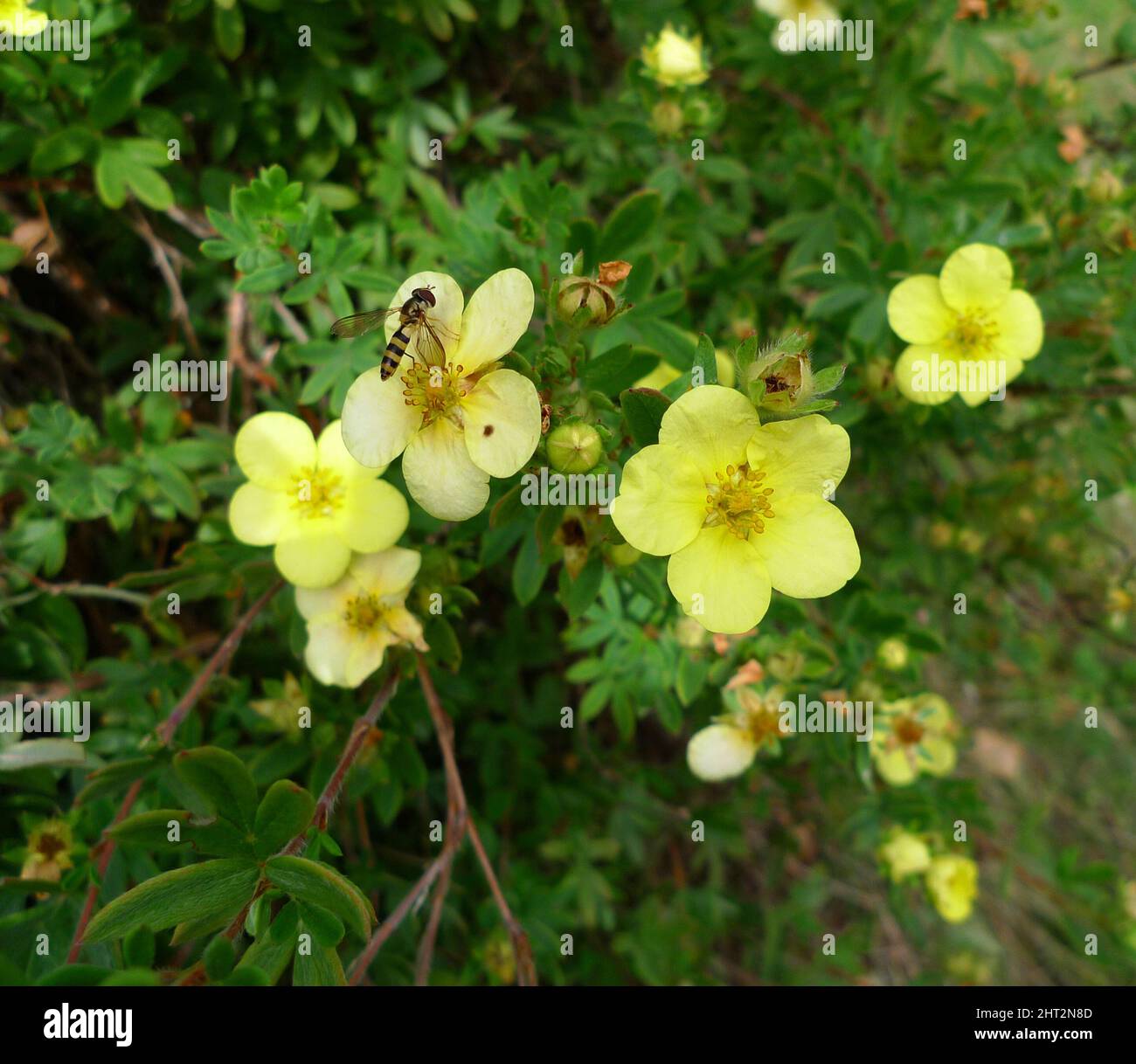 Arbusto ornamentale giallo Foto Stock