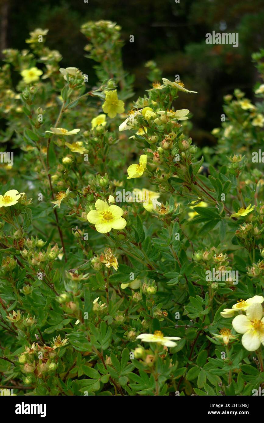 Arbusto ornamentale giallo Foto Stock