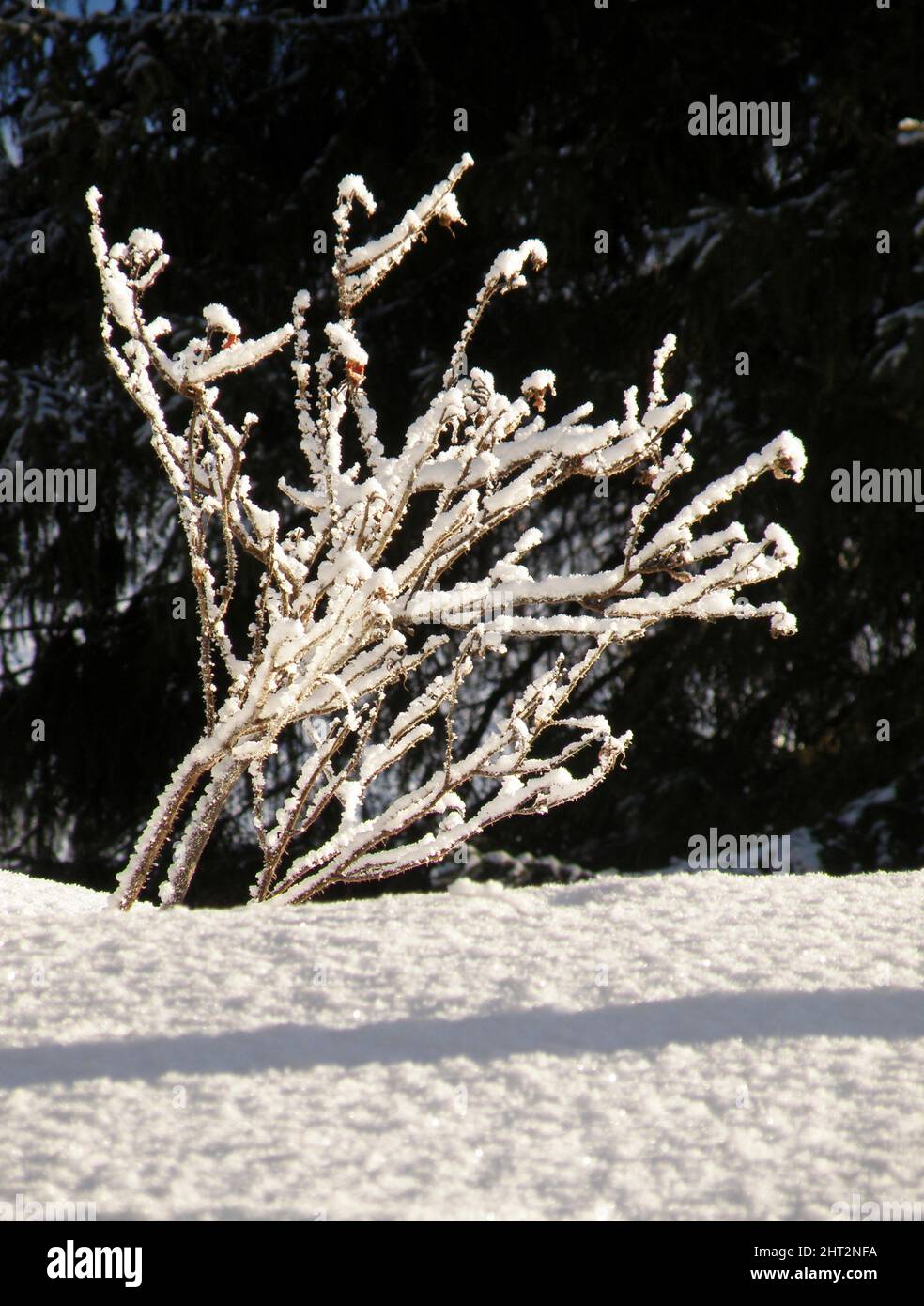 Neve su arbusto ornamentale Foto Stock