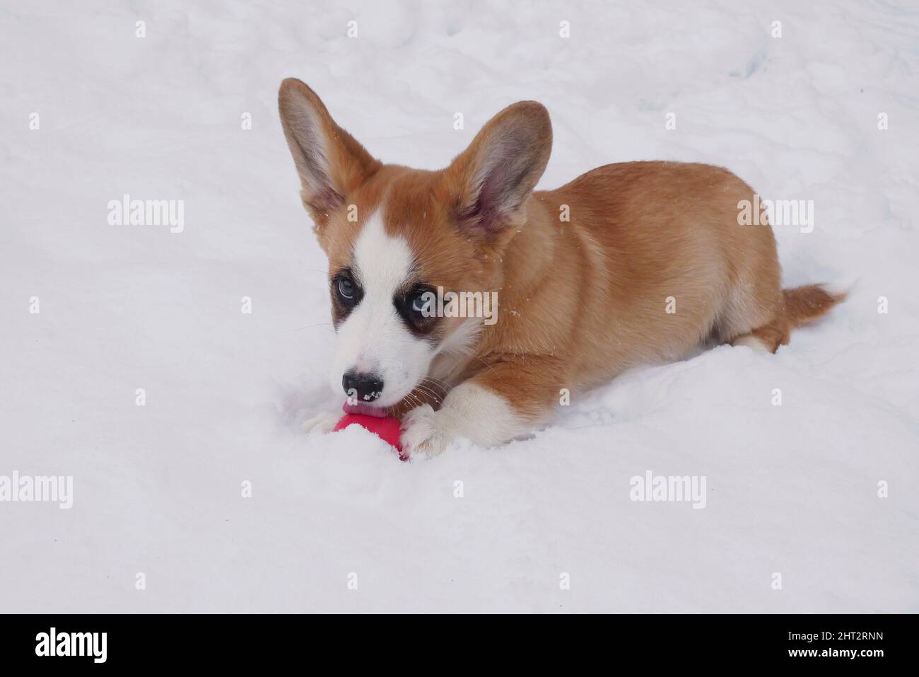 Cane cucciolo corgi gallese cardigan giocare nella neve Foto Stock