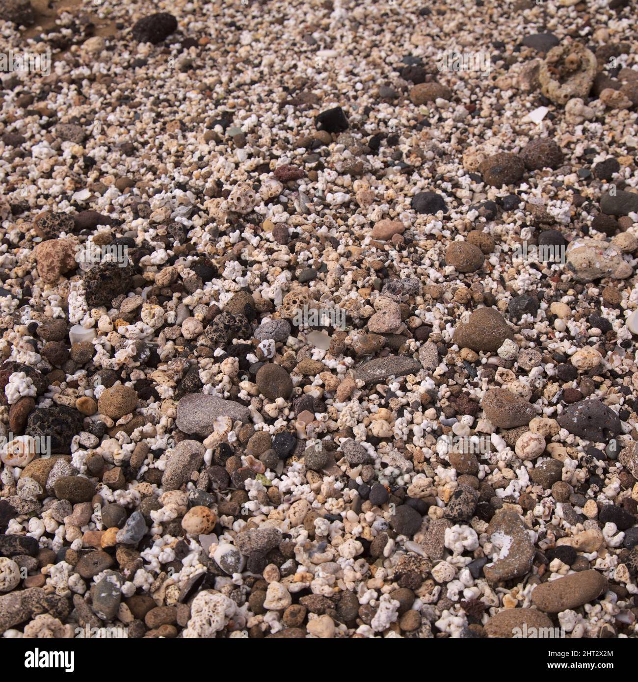 Gran Canaria, El Confital spiaggia sul bordo di Las Palmas de Gran Canaria, miscela di piccoli ciottoli, conchiglie e alghe Rhodolith aspetto corallo Foto Stock