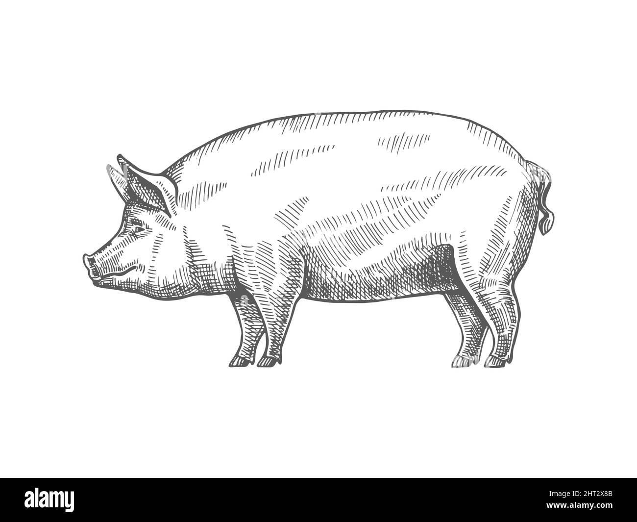 Schizzo di un maiale. Vettore vintage illustrazione disegnata a mano grande maiale grasso isolato su sfondo bianco. Illustrazione Vettoriale